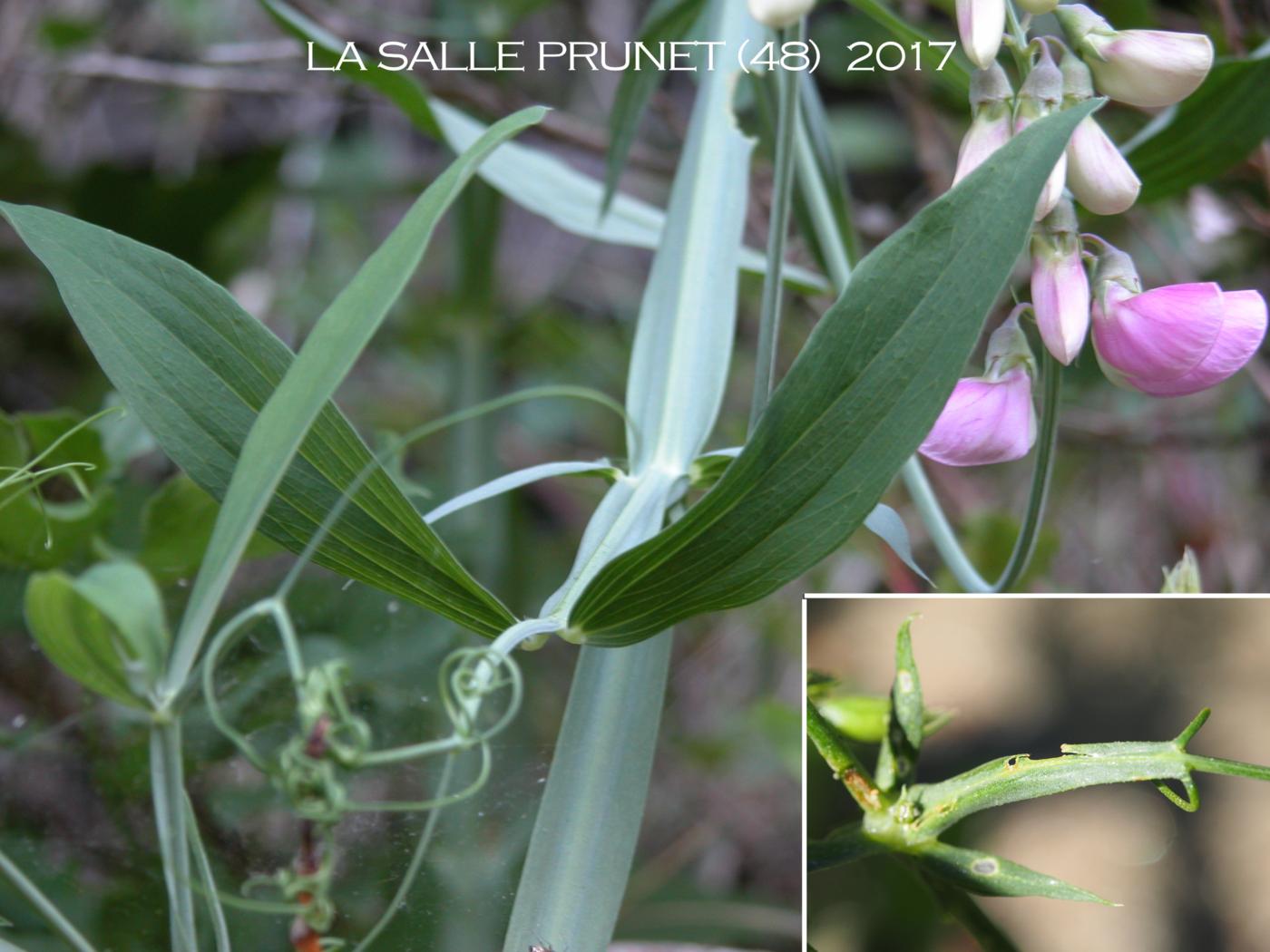 Everlasting-pea, Broad-leaved leaf